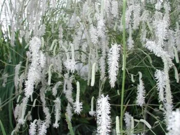 Sanguisorba tenuifolia 'Alba'