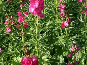 Sidalcea oregana 'Brilliant'
