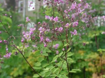 Thalictrum rochebrunianum