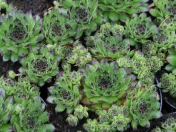 Sempervivum 'Reinhard'