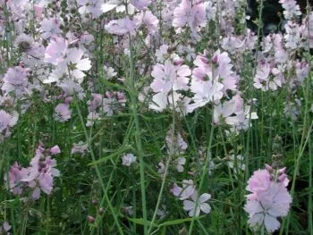 Sidalcea oregana 'Elsie Heugh'
