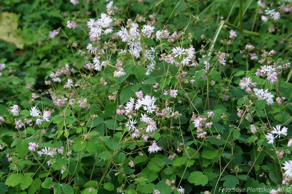 Thalictrum kiusianum