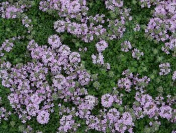 Thymus serpyllum 'Pink Chintz'