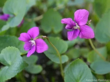Viola sororia 'Red Charm'