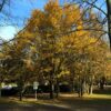 Acer campestre fk Uppsala E med höstfärg i parkmiljö