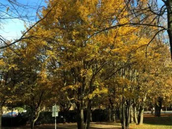 Acer campestre fk Uppsala E med höstfärg i parkmiljö