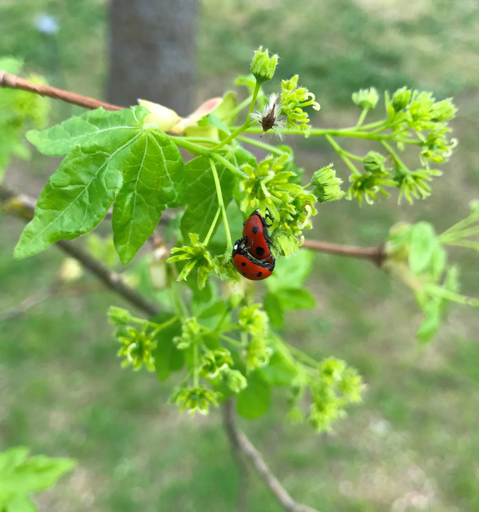 Acer capestre 'Elsrijk' Blomma