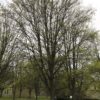Acer capestre 'Elsrijk' under vinter i parkmiljö