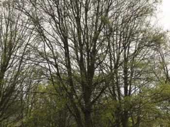 Acer capestre 'Elsrijk' under vinter i parkmiljö