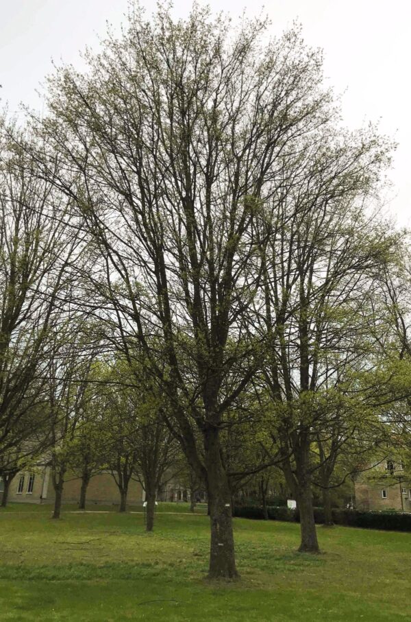 Acer capestre 'Elsrijk' under vinter i parkmiljö