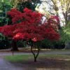 Acer palmatum 'Osakazuki' helbild träd i höstfärg