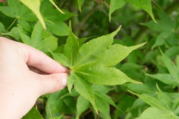 Acer palmatum 'Osakazuki' grönt blad