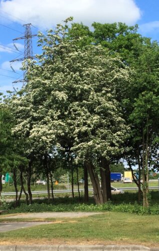 Vindtålig Crataegus monogyna i blomning