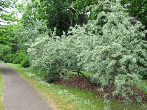 Hippophae rhamnoides i parkmiljö