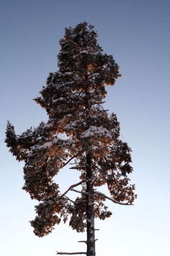 Pinus sylvestris i ett vindigt vinterlandskap