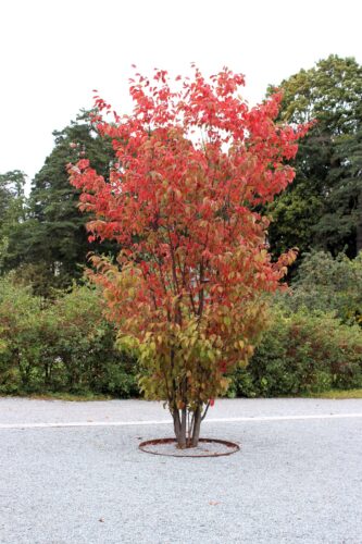 Vindtåliga trädet Prunus sargentii med höstfärg