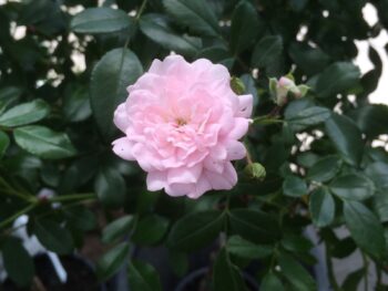 Rosa (albabuske)