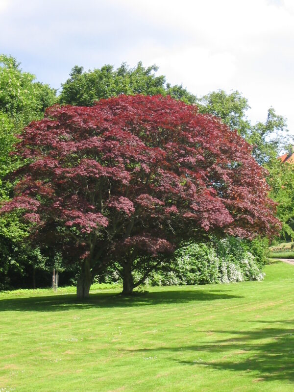 Acer palmatum 'Atropurpureum' helbild träd i parkmiljö