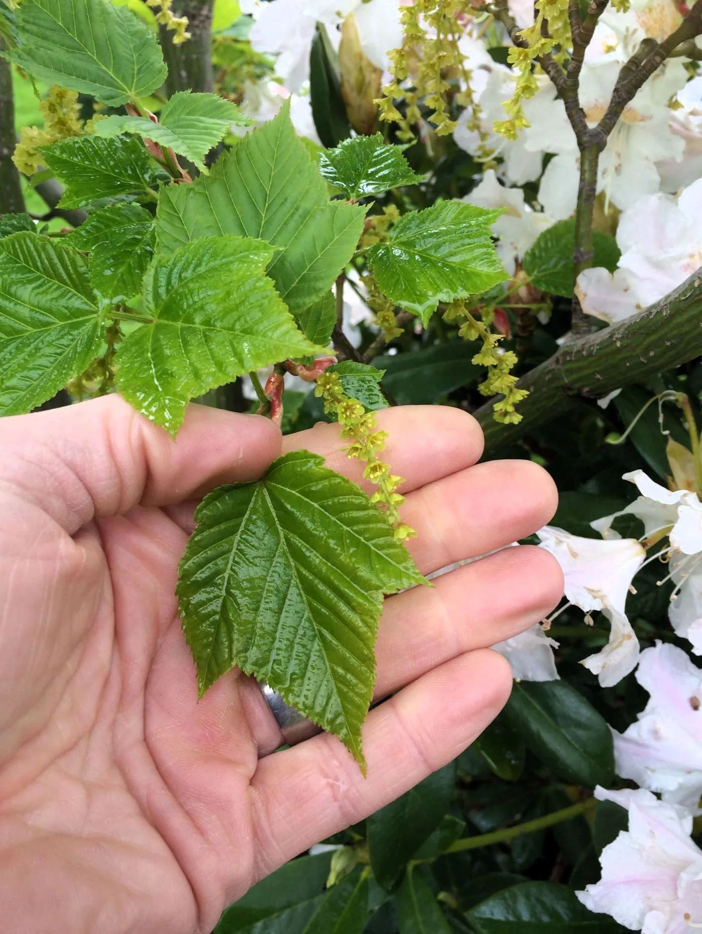 Acer pensylvanincum bladform i grön färg