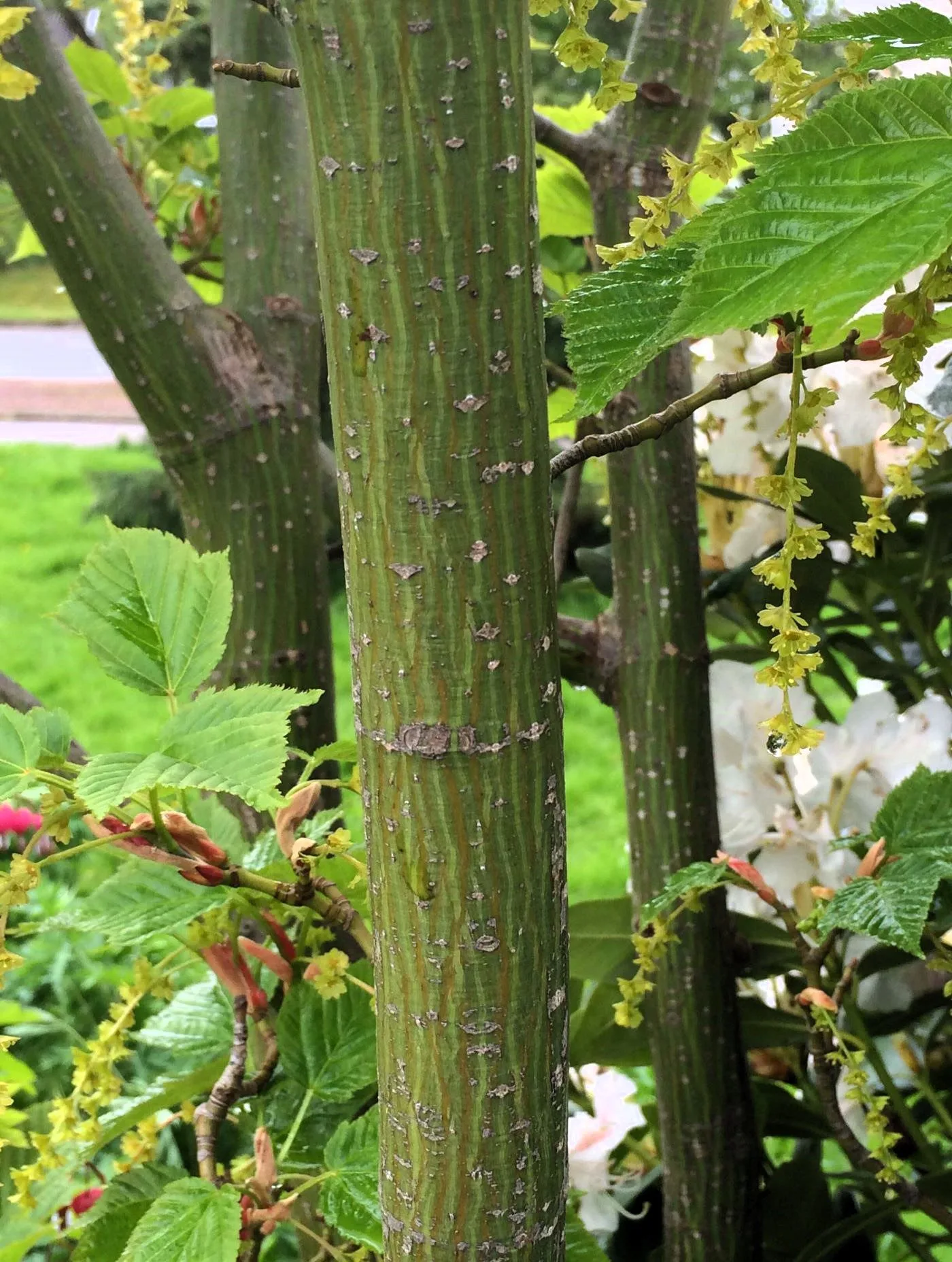 Acer pencylvanincum stam