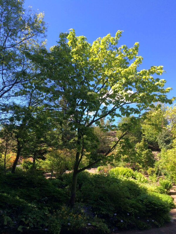 Acer pensylvanincum helbild i parkmiljö