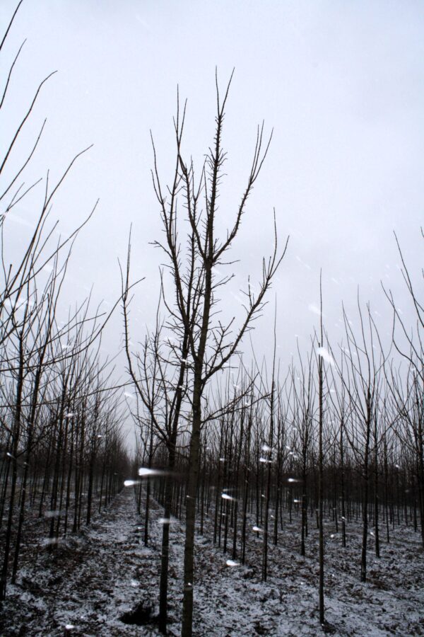 Acer platanoides 'Columnare' ungträd på vinter