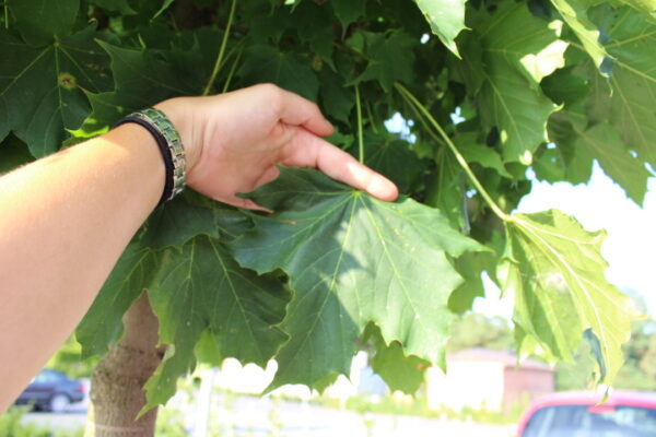 Acer platanoides 'Columnare' närbild på blad i grön färg