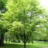Acer platanoides 'Drummondii' helbild träd i parkmiljö