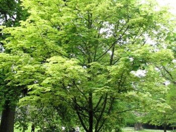 Acer platanoides 'Drummondii' helbild träd i parkmiljö