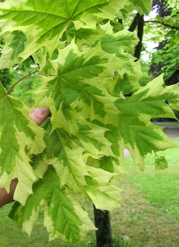 Acer platanoides 'Drummondii' närbild på blad