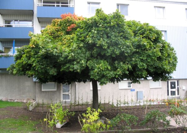 Acer platanoides 'Globosum' helbild på stort träd på bostadsgård