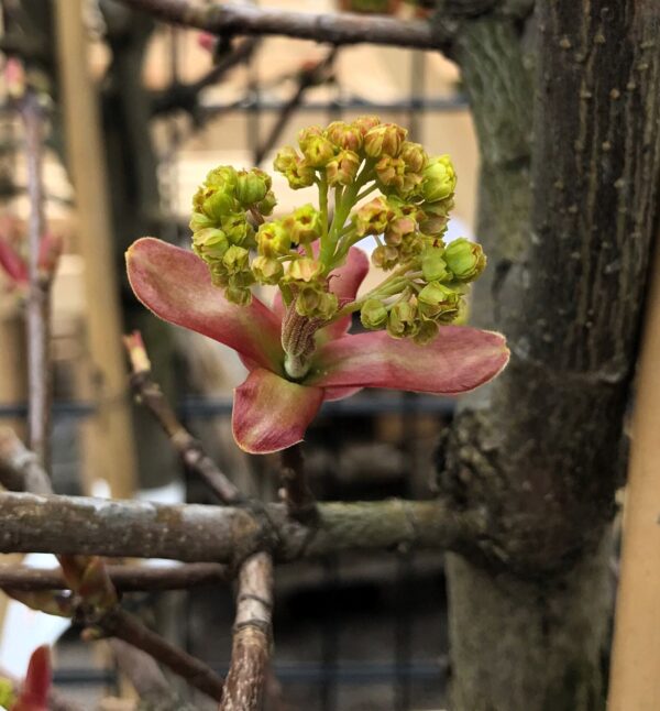 Acer platanoides 'Globosum' närbild på blomma