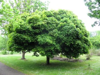Acer platanoides 'Globosum' helbild på träd i parkmiljö