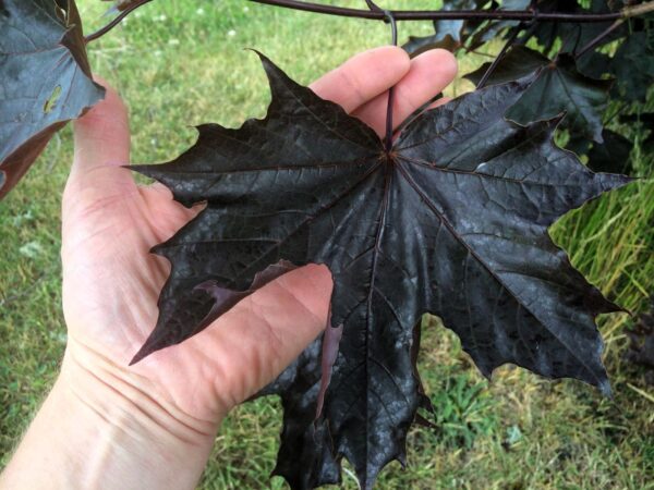 Acer platanoides 'Royal Red' närbild på ett mörkrött blad