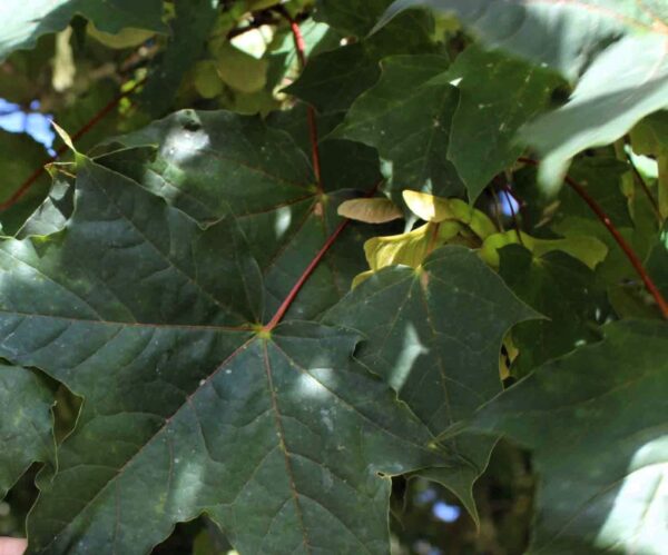 Acer platanoides 'Schwedleri' närbild gröna blad samt trädets frukt