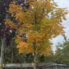 Acer platanoides fk Pernilla E bild trädkrona i höstfärg