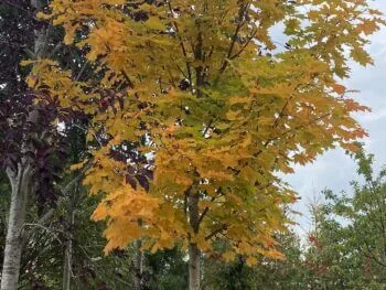 Acer platanoides fk Pernilla E bild trädkrona i höstfärg