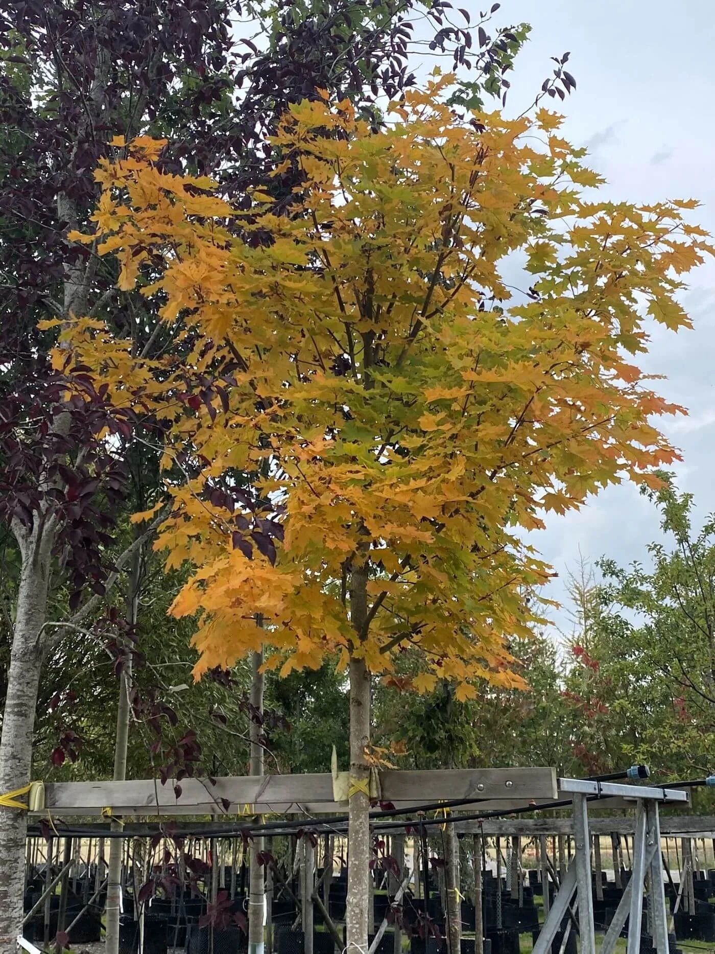 Acer platanoides fk Pernilla E bild trädkrona i höstfärg