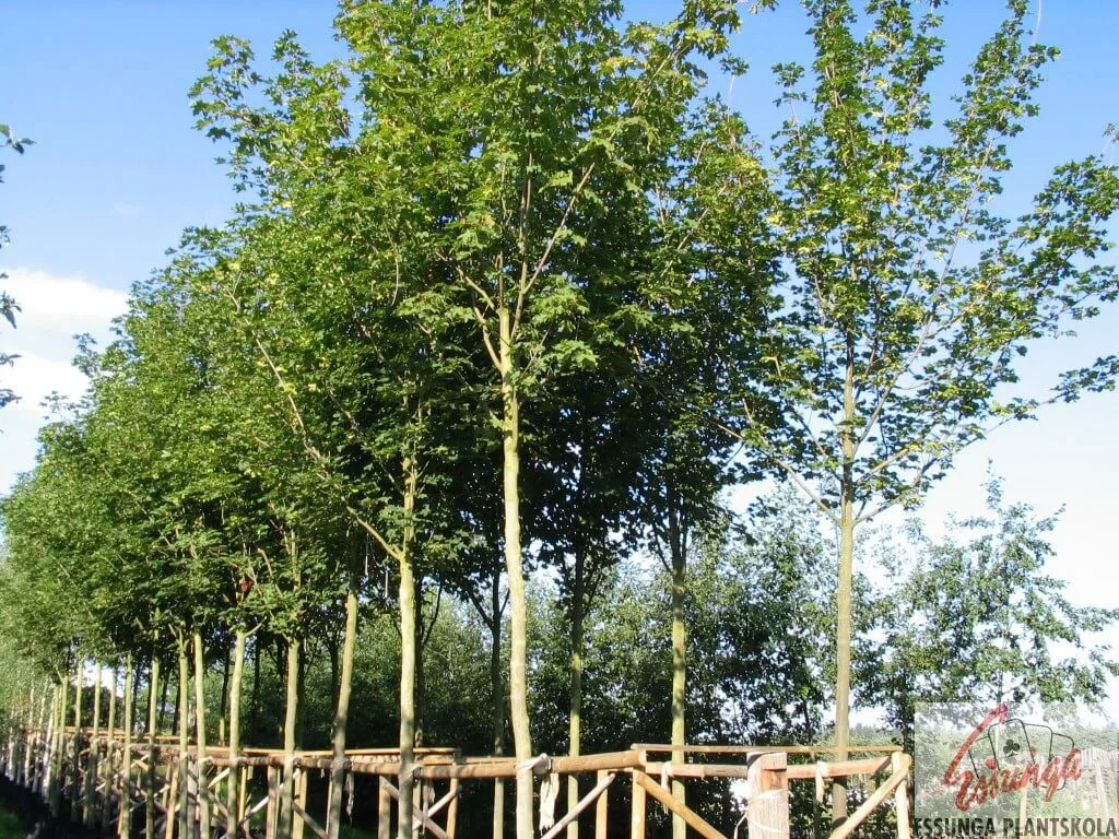 Acer platanoides fk Pernilla E i trädrader