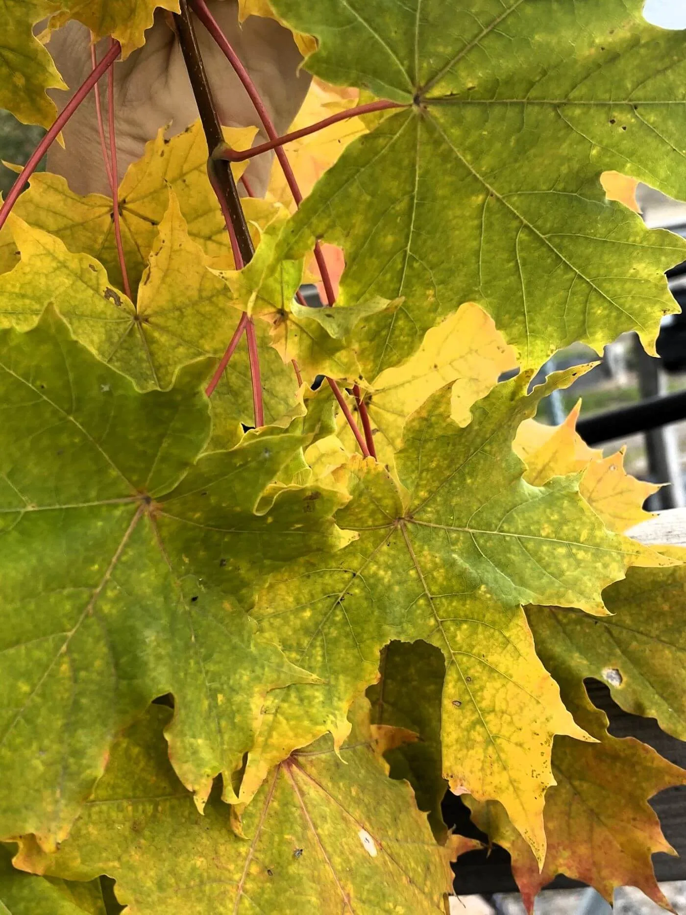 Acer platanoides fk Pernilla E närbild gulgrönt blad