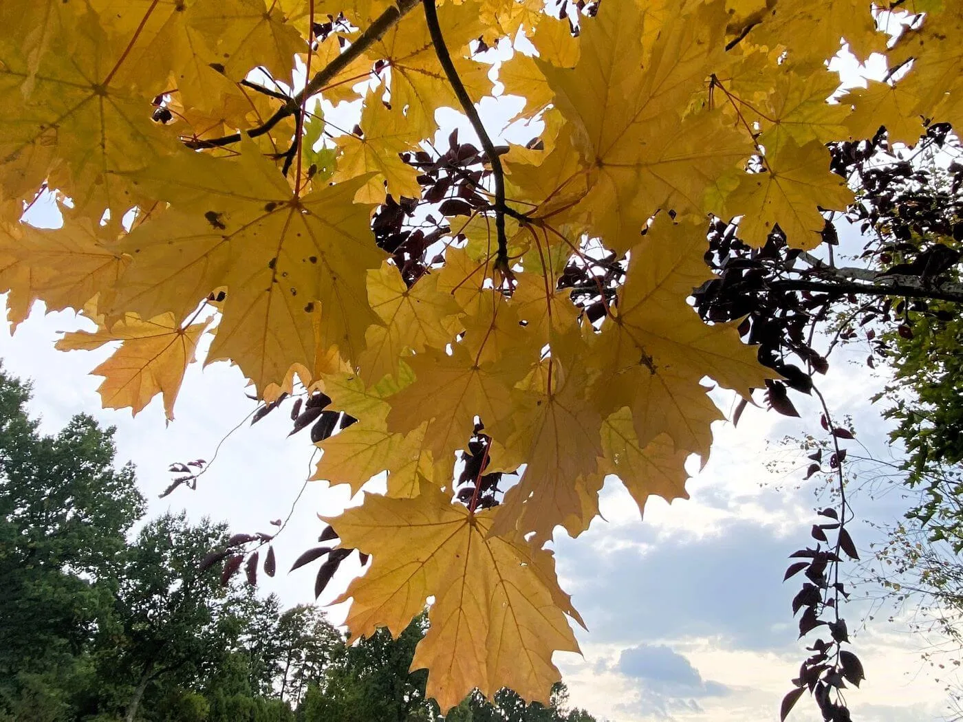 Acer platanoides fk Pernilla E gulfärgade höstlöv