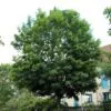 Acer platanoides fullt utslagen i gatumiljö