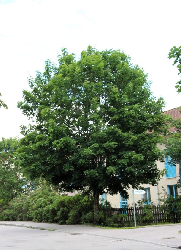 Acer platanoides fullt utslagen i gatumiljö