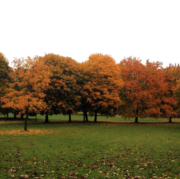 Acer platanoides helbild träd i höstfärg i parkmiljö