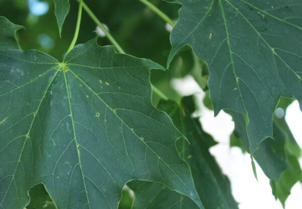 Acervplatanoides närbild på dess gröna blad