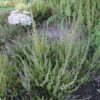 Calluna vulgaris buske