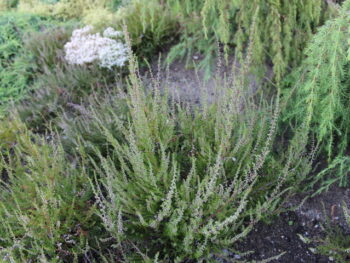 Calluna vulgaris buske