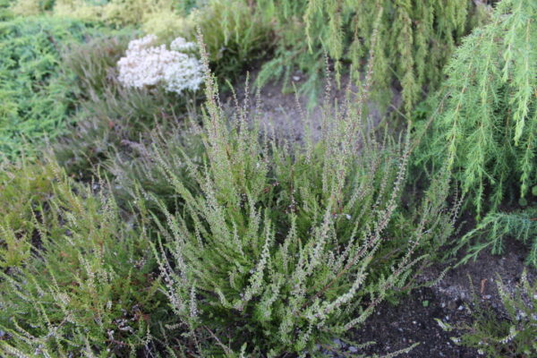 Calluna vulgaris buske