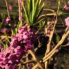 Daphne mezereum närbild blomma