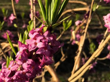 Daphne mezereum närbild blomma